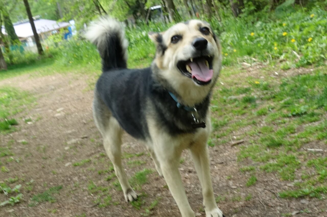 刺されないように 犬と森林浴 大雪山麓のドッグラン日記