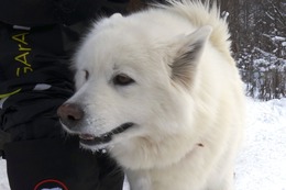 む　まるこ