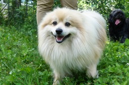 お れんじ 新4歳