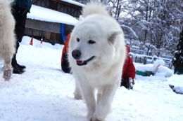 む　まるこ