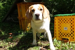 さ　レモン　新3歳