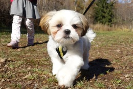 だ ふく 新7か月