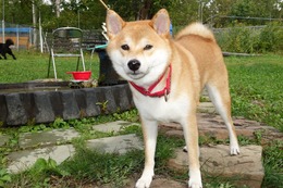 お　茶々丸 ９・１７→2019.8.27