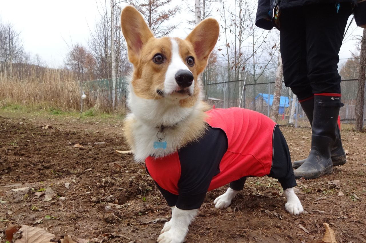 ダブルコーギーとビーグル 11 6 犬と森林浴 大雪山麓のドッグラン日記
