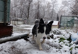 雪降った２
