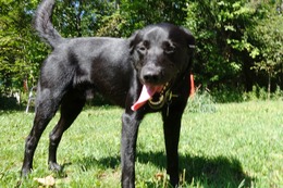 に　ブリンクリー