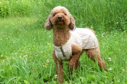 や　プリン　7.1→7.14