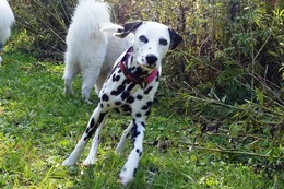 な ベル 10.18→10.21