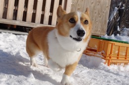 く　英