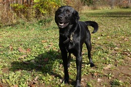 に ブリンクリー