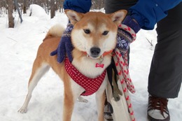 は　ふく