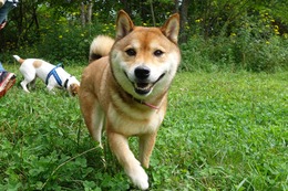 こ　みるく