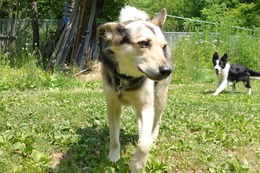 ふ　平蔵　７・９→８・２７