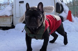 ふ　黒松　新6か月