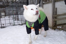 に　つらら１１．２９→11.27