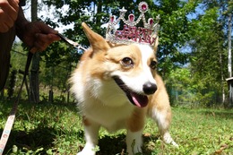 な　コムギ　5歳誕生記念