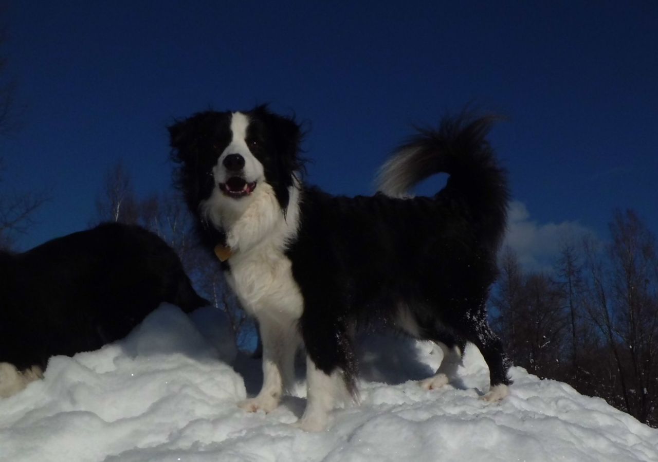 トンネル遊び 1 23 犬と森林浴 大雪山麓のドッグラン日記 トンネル遊び 1 23 犬と森林浴 大雪山麓のドッグラン日記
