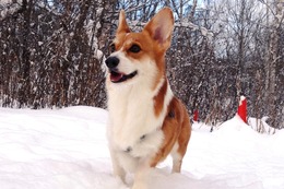 の　シュマリ　昨１２・２４→９・２９