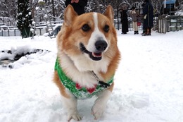 じ　エル