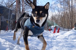 あ　琥太郎　２・１５→２・２１