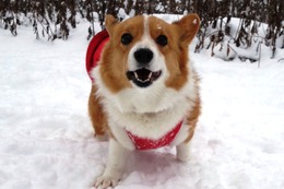 こ　リン