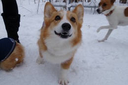 と　プリン