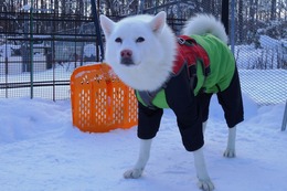 に　つらら