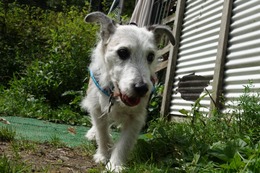 な チロル 8.25→9.7