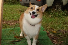 な　コムギ