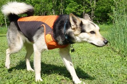 ふ　平蔵　６・８→６・２９