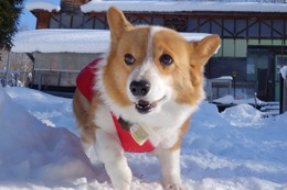 こ　リン