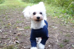 ま　ぱんな　19.10.14→9.5