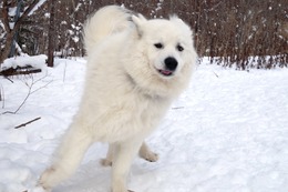 む　さぶろう