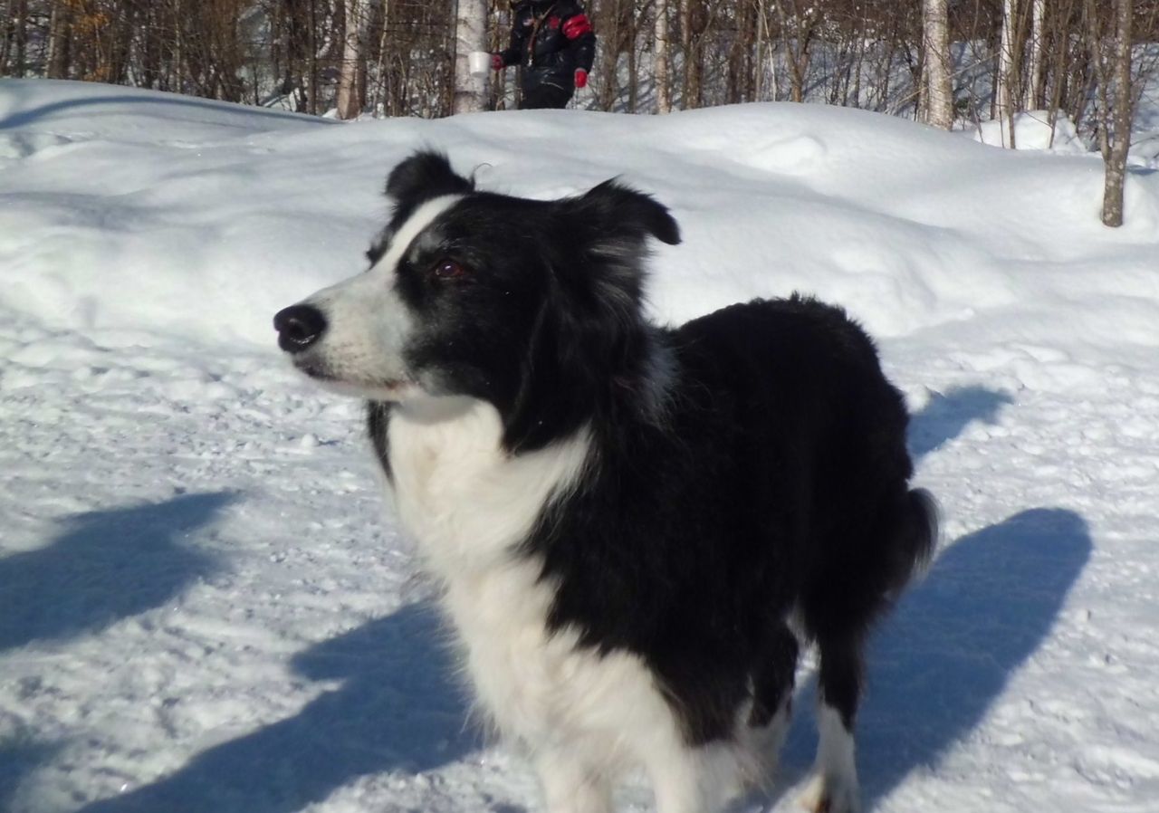 トンネル遊び 1 23 犬と森林浴 大雪山麓のドッグラン日記 トンネル遊び 1 23 犬と森林浴 大雪山麓のドッグラン日記