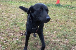 に　ブリンクリー　１１・１１→１１・２９