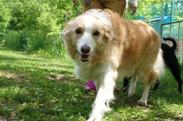 の コプチェフ 6・1→7・28