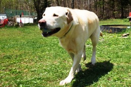 さ ペーター 5・12→6・2