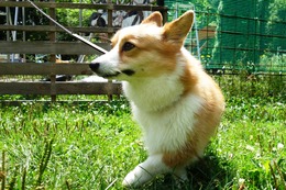 な コムギ