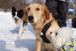 ひ　ヴェル　新9カ月　ラウトと同胎