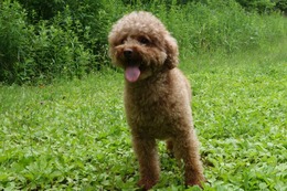 か　めろ　新２歳