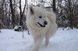む　まるこ