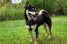 あ 琥太郎 9.4→9.7