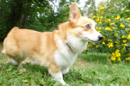 な コムギ