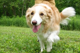 の　コプチェフ