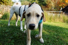 い　ルドルフ　１０・２→１０・３