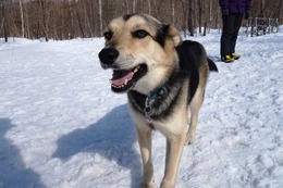 ふ　平蔵　３・１６→５・２７