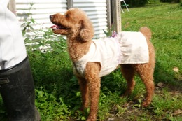 や プリン 8.19→9.16