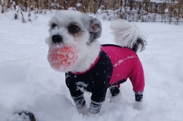 み　はんぺん