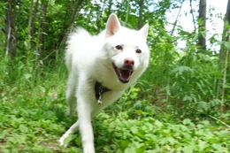 に つらら 6.15→7.6