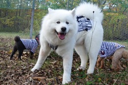 あ　レオ　新５歳